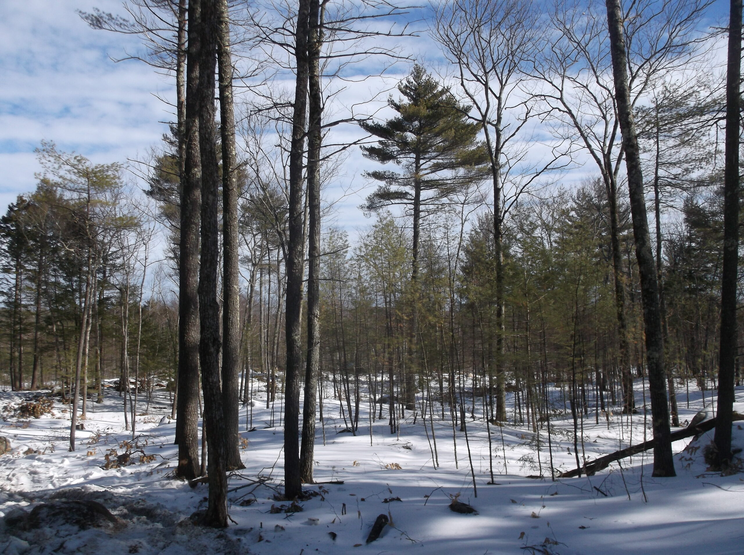 Should We Manage Forests? Northeastern Loggers Association